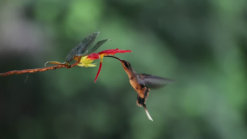 A Hummingbird in Costa Rica 