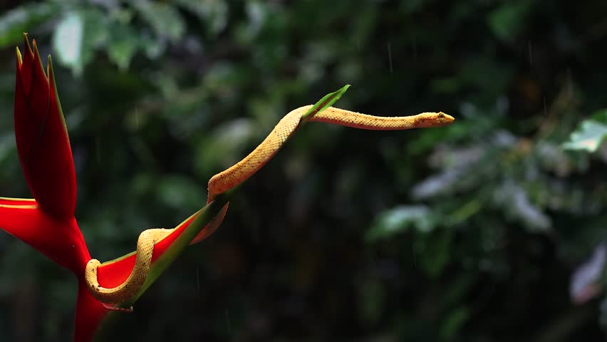 Eyelash viper snake in Costa Rica