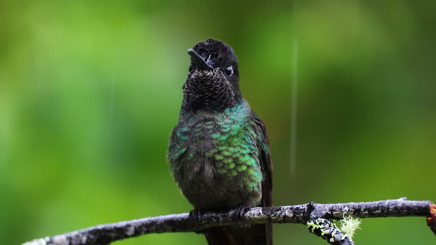 A Hummingbird in Costa Rica 