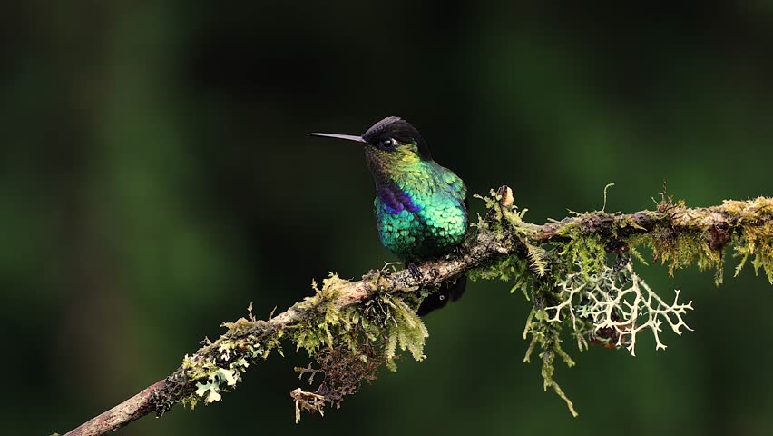 A Hummingbird in Costa Rica 