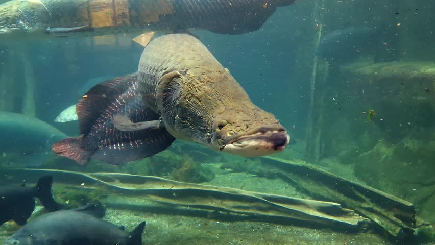 Arapaima or pirarucu, its scientific name is Arapaima gigas