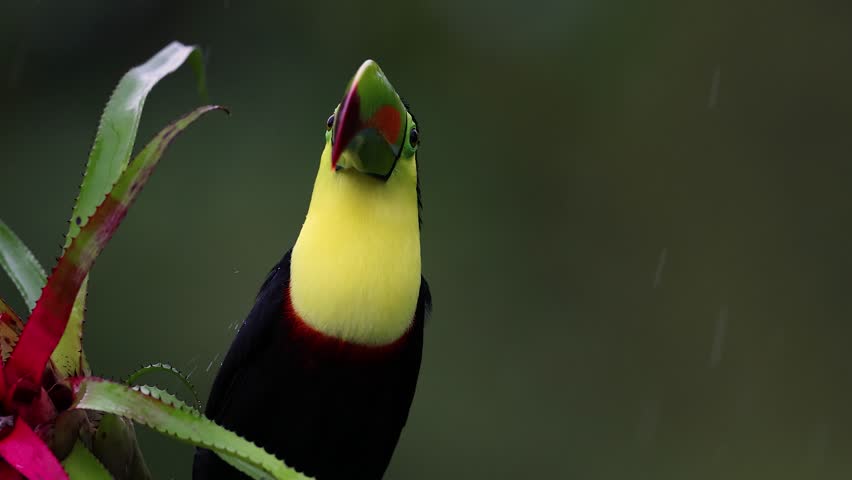 A toucan in Costa Rica 