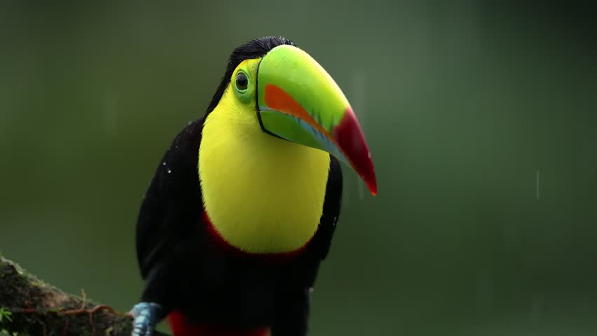 A toucan in Costa Rica 