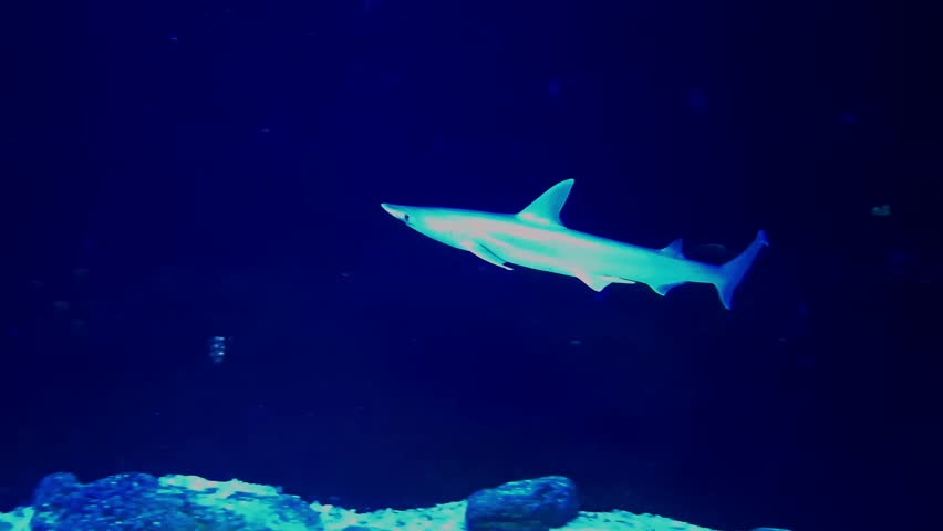 Bonnethead shark, its scientific name is Sphyrna tiburo