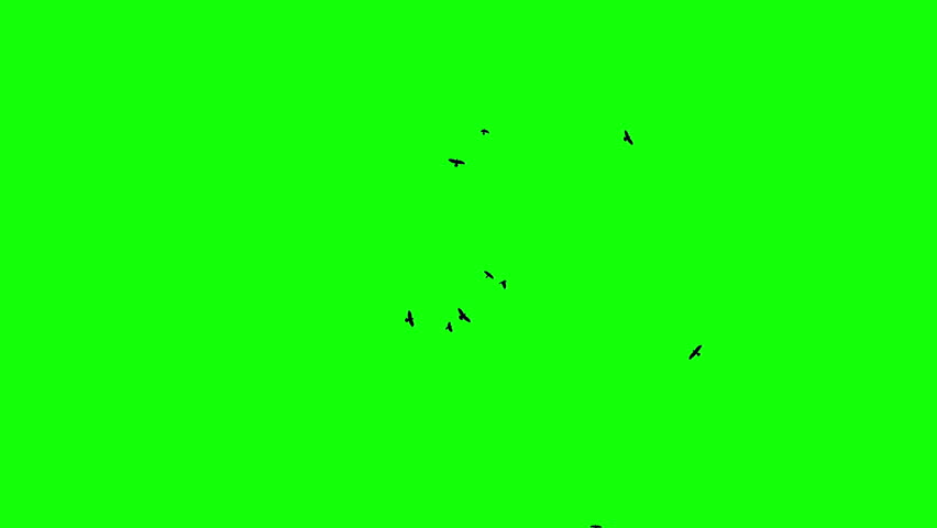 A flock of black birds circles freely in the sky, catching the wind. Chroma key green screen background. Silhouettes of Migrating Ravens in motion. For compositing VFX