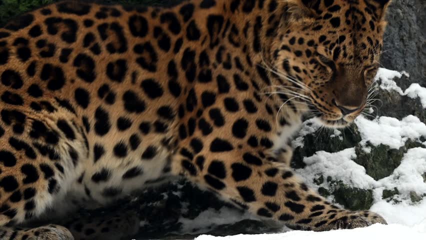 Beautiful Amur Leopard, Panthera Pardus Orientalis, in wildlife. Big endangered cat hunting in morning forest at national park reserve. 4K high quality footage