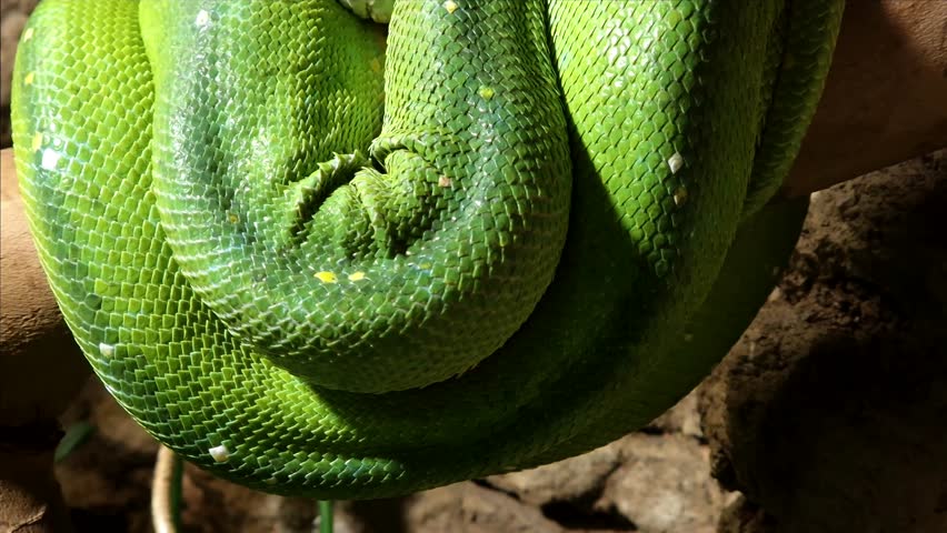 453 Green Tree Python Stock Video Footage - 4K and HD Video Clips ...