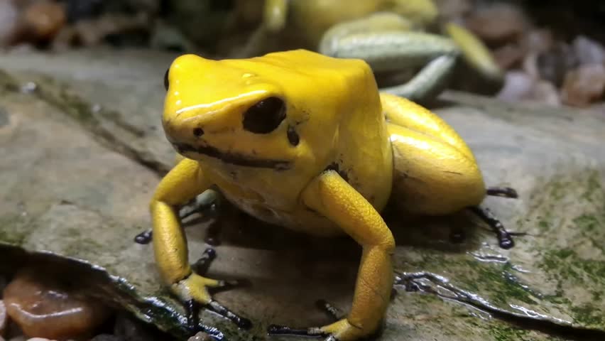 Dyeing poison dart frog, its scientific name is Dendrobates tinctorius