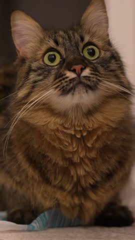 Mischievous House Cat Sitting on a Plastic Bag in the Living Room