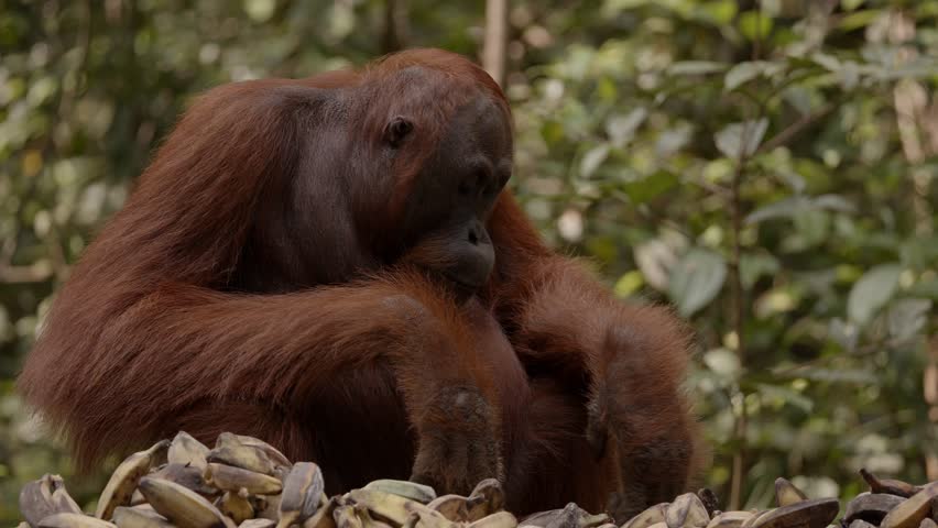 orangutan eating food in rainforest, monkeys, national park, Malaysia, wildlife, primates, jungle, forest, nature, animal, habitat, tropical, environment, outdoor, endangered, ape, rainforest, tree