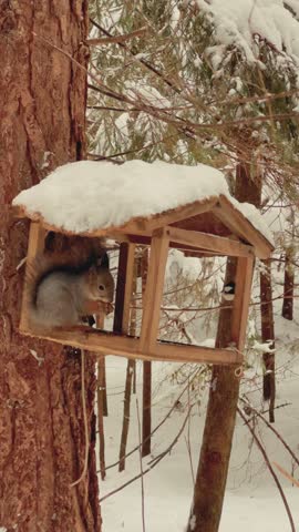 Squirrel in the winter forest. A squirrel in a feeder in the forest eats seeds and nuts. First snow. Winter forest in Russia. 4К