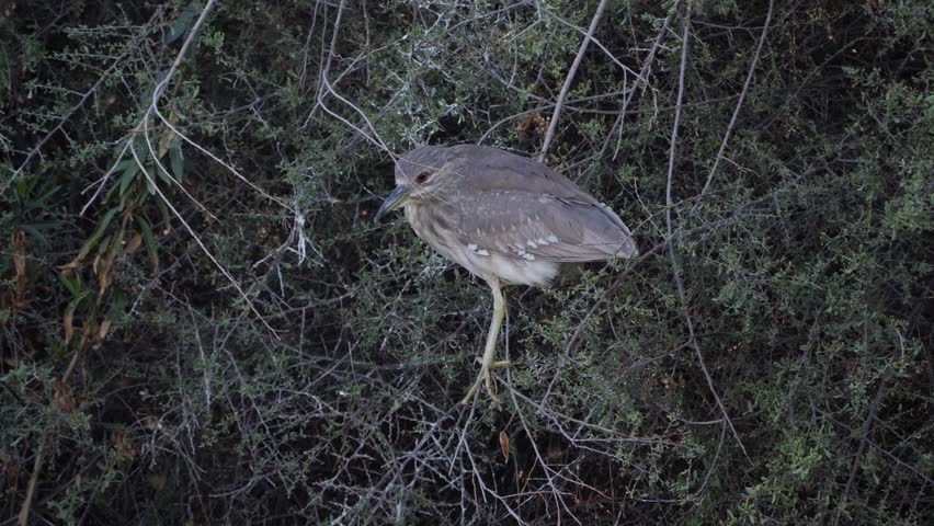 A juvenile black-crowned night heron in the branches of mesquite trees.