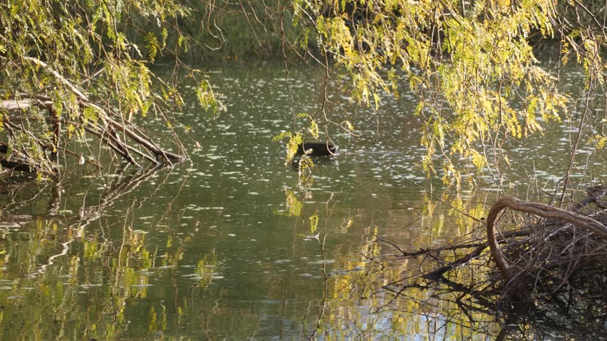 American coot swims underneath the
