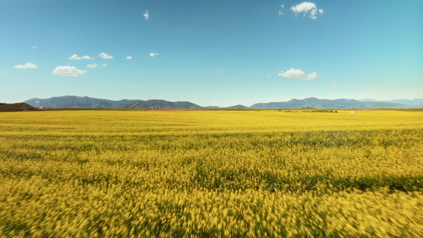 4K Aerial Drone shot flying over field of yellow flowers, mountains in the background, beautiful blue sky, the American west