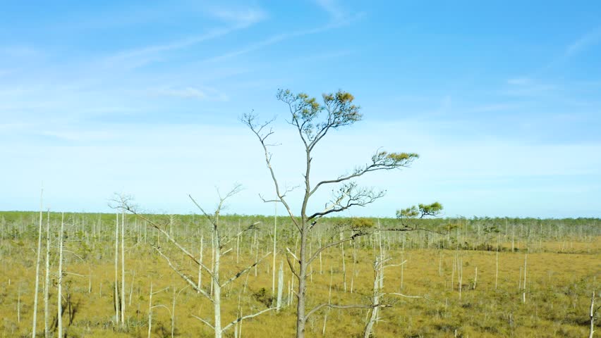 A scenic meadow with scattered thin tree stand and swamp marsh area, Broad River North Carolina USA