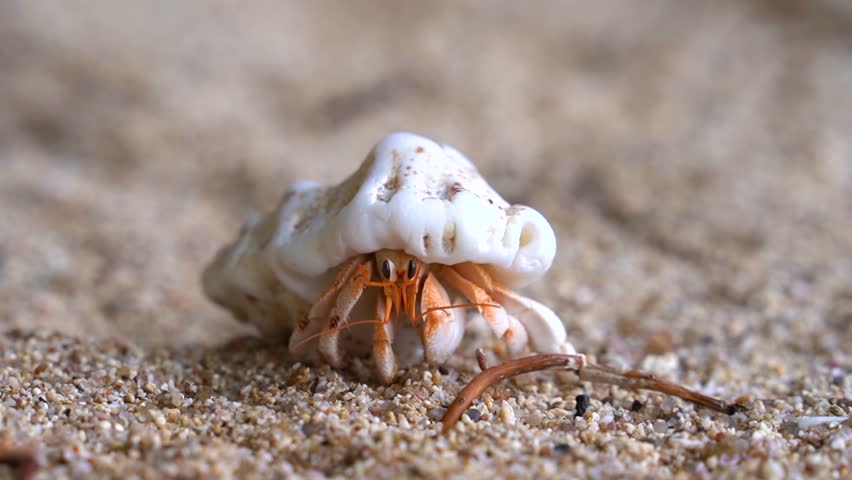 Cute little hermit crab turning to walk away from camera. Low angle, close up, shallow depth of field.