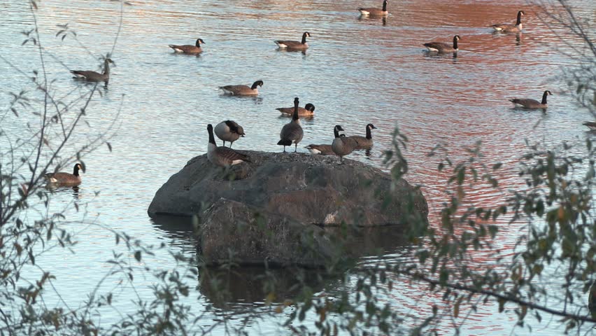 Geese standing on rock in pond near the end of the day. Water is moving and there are reflections. Shot handheld through branches. Geese swimming in background.