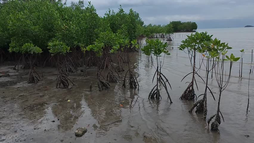 A tropical mangrove forest along a coastal shoreline, home to diverse wildlife and a natural barrier against coastal erosion.