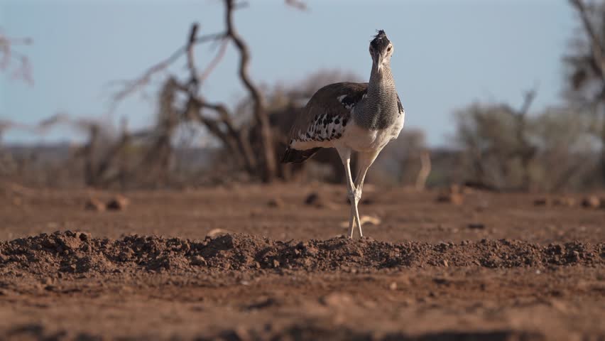A Kori Bustard standing in the dry landscape of Botswana's Mashatu Game Reserve.