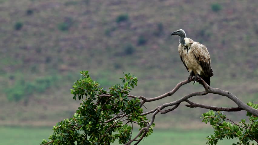 Striking Cape Vulture (Gyps coprotheres) perched atop branch of tree, telephoto