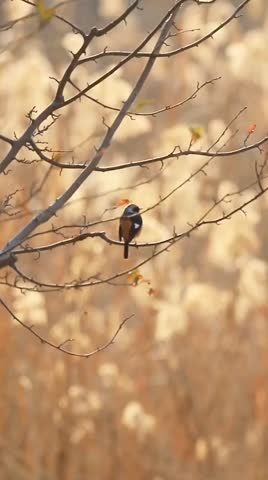 Birds in the trees by the river