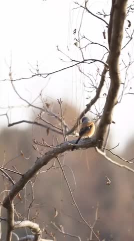 Birds in the trees by the river