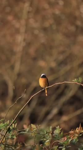 Birds in the trees by the river