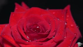 Macro video of red rose with water droplets and black background 30fps - Powered by Shutterstock - Get 15% off with code: PIKWIZARD15