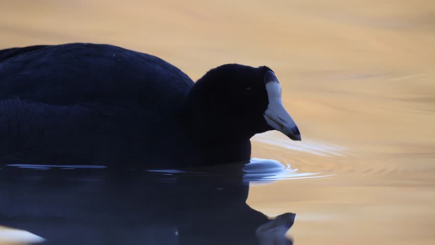 Close up of a American coot swimming in golden waters.