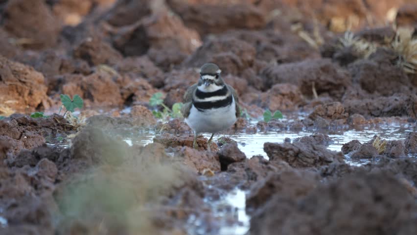 Killdeer walking through the dry lakebed of a pond in Gilbert, Arizona.