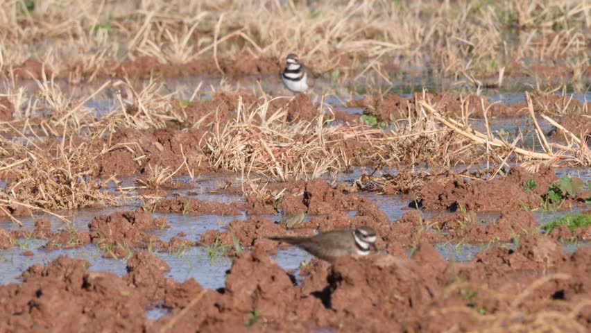 Pair of killdeer searching a dry lakebed