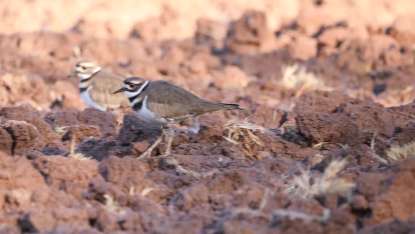A killdeer tapping the mud for food in Arizona
