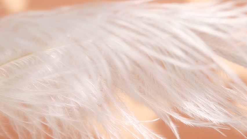 White feather, close up. Selective focus, slow motion, feather background. 