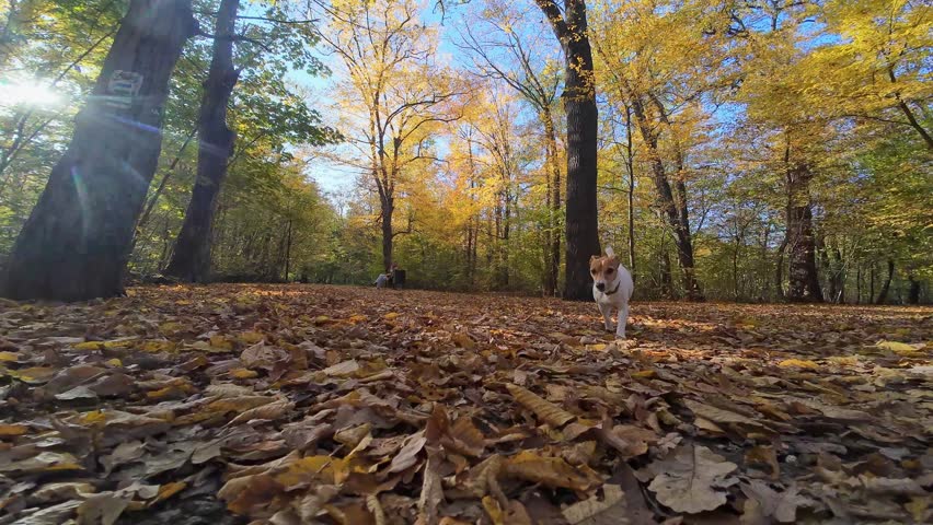 Dog running autumn park with colorful fallen leaves. Outdoor portrait of cute Jack Russell Terrier dog. Small dog walking in forest at autumn day