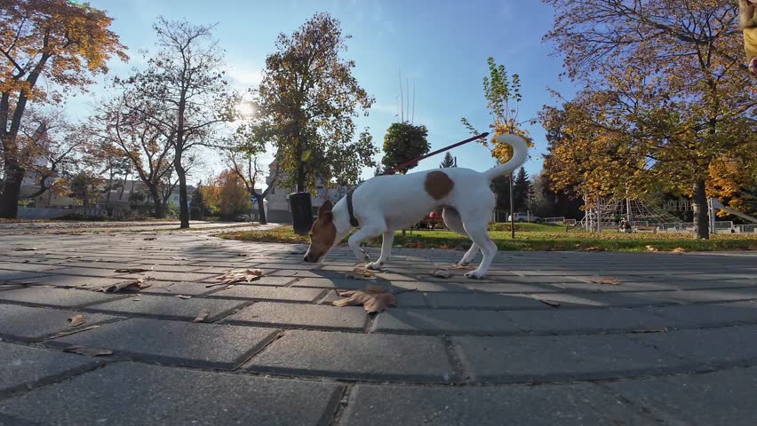 Woman walks with dog on leash on sunny day. Pet owner and Jack Russell Terrier on sidewalk at city street. Pet walking