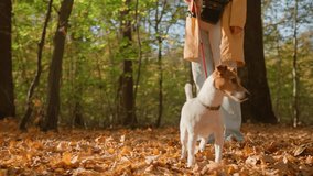Woman walking her small dog in city park in fall season. Jack Russell Terrier playing in autumn forest with his owner. Female dog sitter walks with dog at morning, leads dog on leash. Pet care - Powered by Shutterstock - Get 15% off with code: PIKWIZARD15