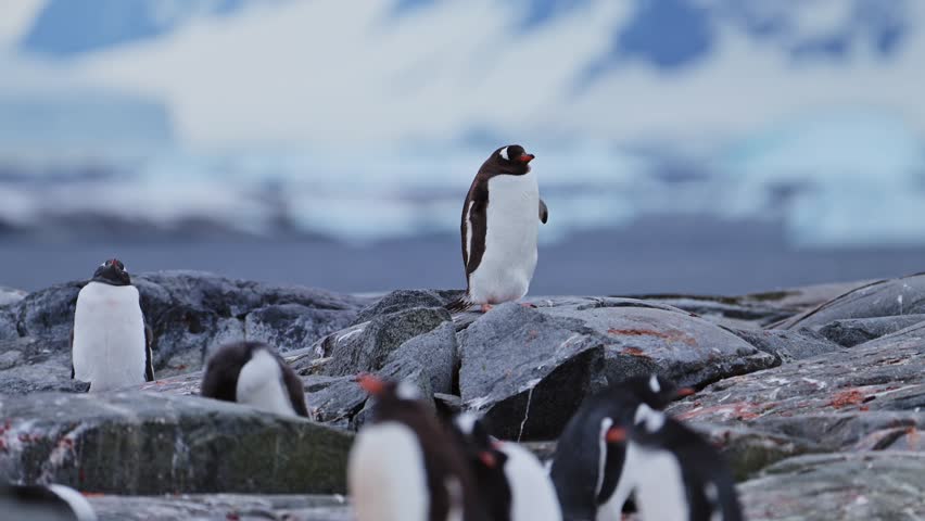 Penguin Colony Antarctica Wildlife, Huddle of Lots of Penguins Huddling for Warmth, Large Group of Penguins and on Antarctic Peninsula Animals Vacation, on Rocky Rocks Landscape Scenery