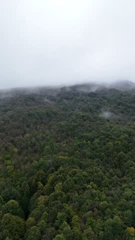 Misty greenery unveiling: fog over lush forest canopy in tranquil mountain landscape