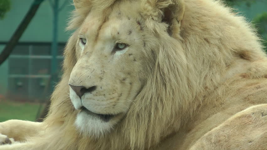 A male white lion background