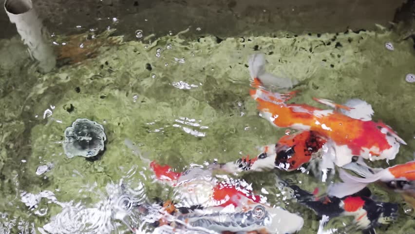 Japanese Koi Fishes swimming in pond in a graden. 