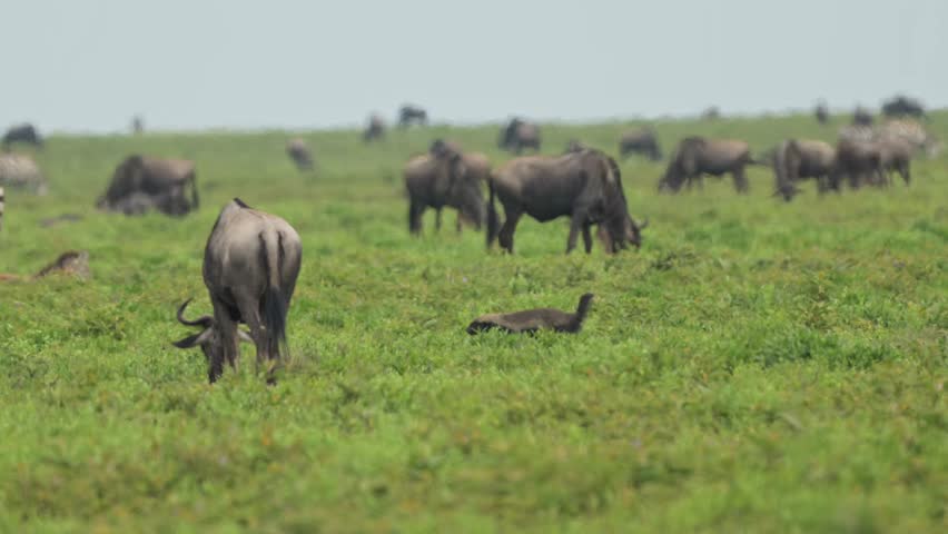 Honey Badger and Wildebeest in Africa in Serengeti National Park in Tanzania on African Wildlife Safari Animals Game Drive, Walking Through Grass in the Plains