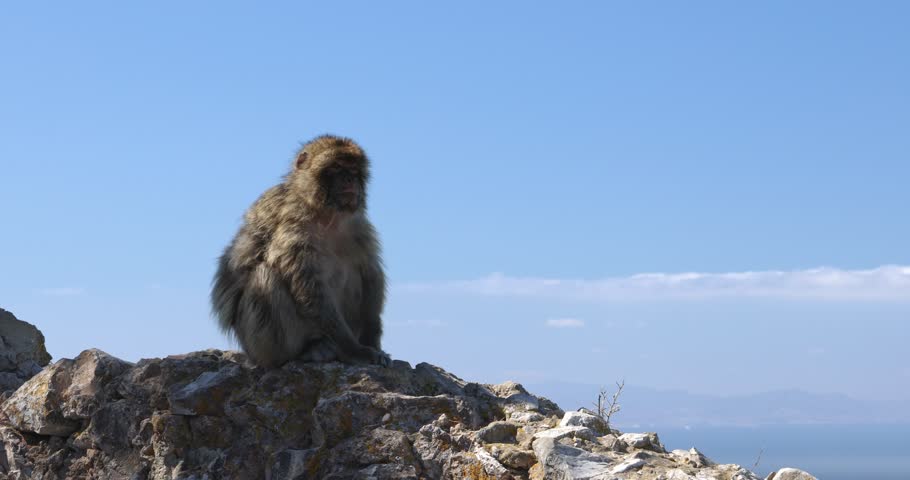 Monkey on Gibraltar, British Overseas Territory and city on the Iberian Peninsula. Barbary macaque perched on a rocky outcrop, overlooking a distant landscape under a clear blue sky.