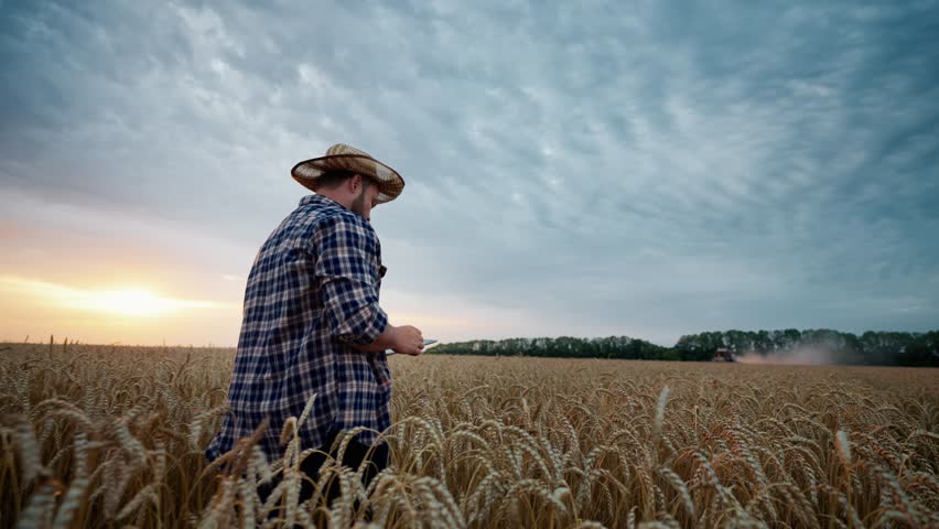 Farming and agricultural industry, farmer using tablet and walking in rye field . Cinematic slow motion shot in beautiful agricultural fields in summer, professional agronomist and modern technology