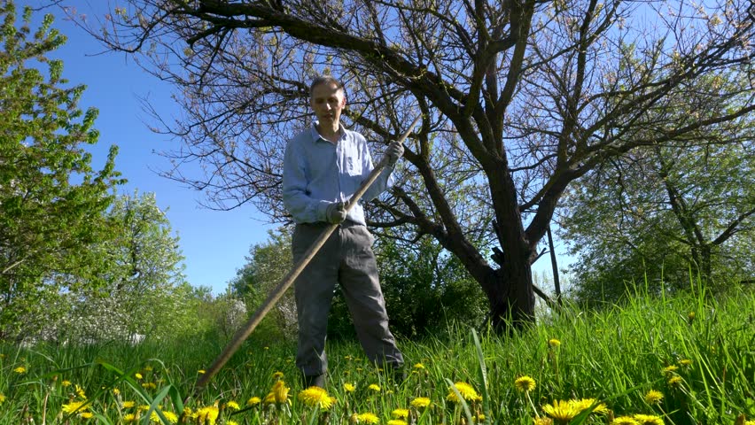 A man in a blue checkered shirt, gray work pants and rubber boots mows green grass with yellow dandelions with a hand scythe in the garden on a sunny summer day.