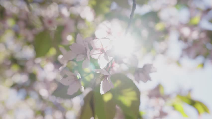Soft sunlight gradually illuminating delicate cherry blossom petals and vibrant green leaves, revealing serene natural beauty of spring flowering process