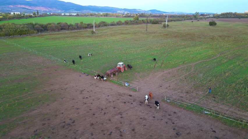 European domesticated water buffalo seen from a drone while grazing and eating hay on a lawn. Farm animal livestock being herded to the place where they eat seen from above. Tracking shot of animals
