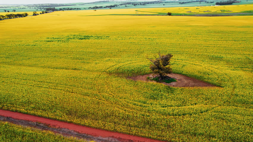 Aerial view of a stunning yellow canola fields with a solitary tree, during sunset in a serene rural area in western Australia