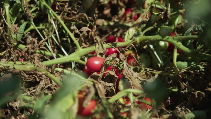 Men's hands harvest tomatoes in the garden
