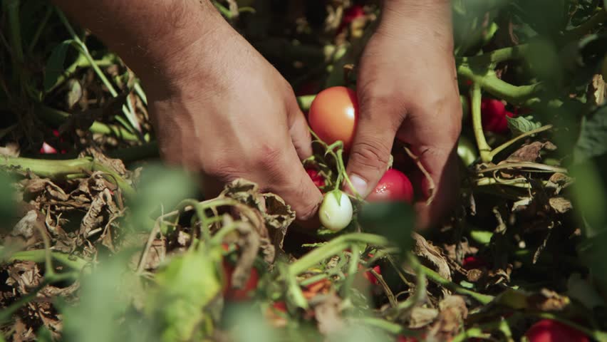Men's hands harvest tomatoes in the garden