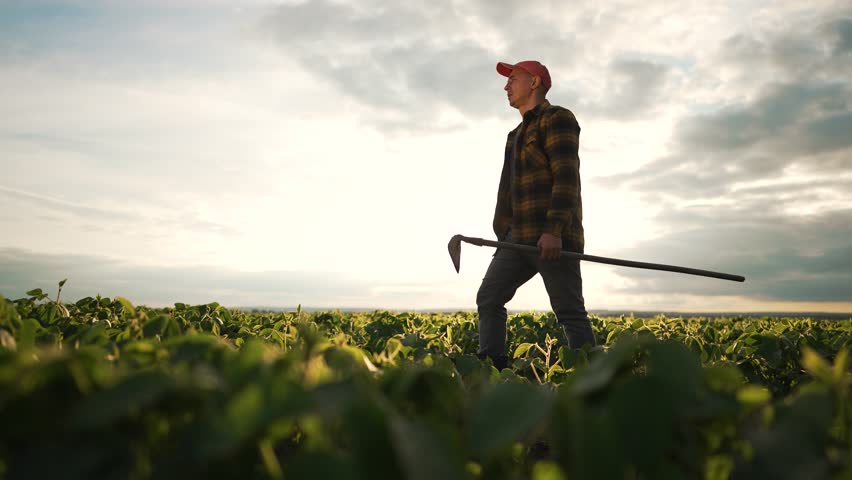 Farmer work soybean field with hoe. Man plaid shirt silhouette against sky tending crops. Agricultural work evening light. Farmer maintaining soybean plant. Peaceful rural scene daily farm routine.
